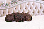 Lagotto Romagnolo Puppies