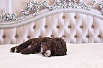 Lagotto Romagnolo Puppy