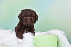 Lagotto Romagnolo Puppy