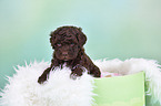 Lagotto Romagnolo Puppy