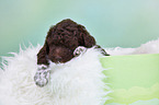 Lagotto Romagnolo Puppy