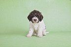 sitting Lagotto Romagnolo puppy