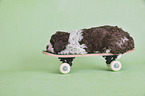 lying Lagotto Romagnolo Puppy