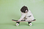 sitting Lagotto Romagnolo puppy