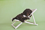 lying Lagotto Romagnolo Puppy
