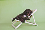lying Lagotto Romagnolo Puppy