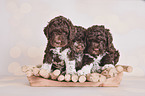 sitting Lagotto Romagnolo puppies