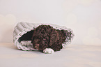 lying Lagotto Romagnolo Puppy