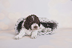 lying Lagotto Romagnolo Puppy