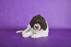 lying Lagotto Romagnolo Puppy