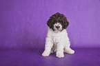 sitting Lagotto Romagnolo puppy