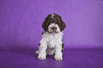 sitting Lagotto Romagnolo puppy