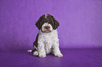 sitting Lagotto Romagnolo puppy