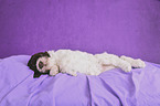 Lagotto Romagnolo Puppy