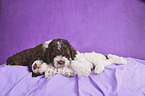 lying Lagotto Romagnolo puppies