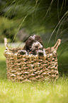 Lagotto Romagnolo puppy