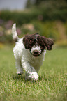 Lagotto Romagnolo puppy