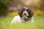 Lagotto Romagnolo puppy