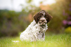 Lagotto Romagnolo puppy