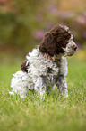 Lagotto Romagnolo puppy