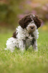 Lagotto Romagnolo puppy