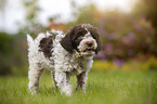 Lagotto Romagnolo puppy