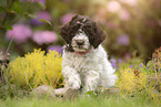 Lagotto Romagnolo puppy