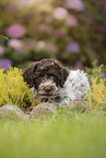 Lagotto Romagnolo puppy