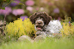Lagotto Romagnolo puppy
