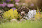 Lagotto Romagnolo puppy