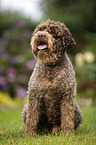 sitting Lagotto Romagnolo