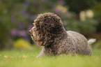 lying Lagotto Romagnolo