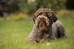 lying Lagotto Romagnolo