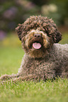 lying Lagotto Romagnolo