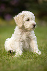 Lagotto Romagnolo puppy