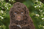 Lagotto Romagnolo Puppy portrait