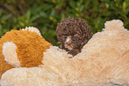 Lagotto Romagnolo Puppy with soft toy