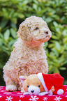 sitting Lagotto Romagnolo puppy