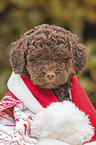 Lagotto Romagnolo puppy portrait