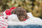 Lagotto Romagnolo puppy portrait