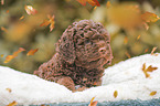 Lagotto Romagnolo puppy