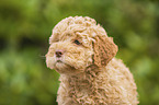 Lagotto Romagnolo Puppy portrait