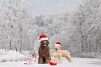 3 Dogs in the snow