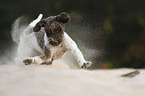 running Lagotto Romagnolo