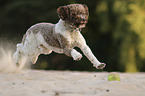 running Lagotto Romagnolo