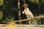 jumping Lagotto Romagnolo