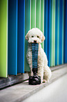 sitting Lagotto Romagnolo