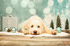 lying Lagotto Romagnolo