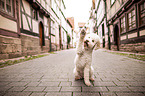 sitting Lagotto Romagnolo