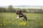 running Lagotto Romagnolo